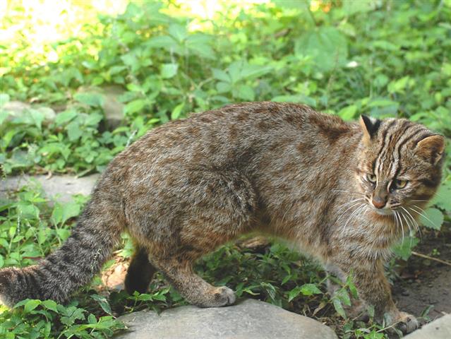 環境省 対馬野生生物保護センター