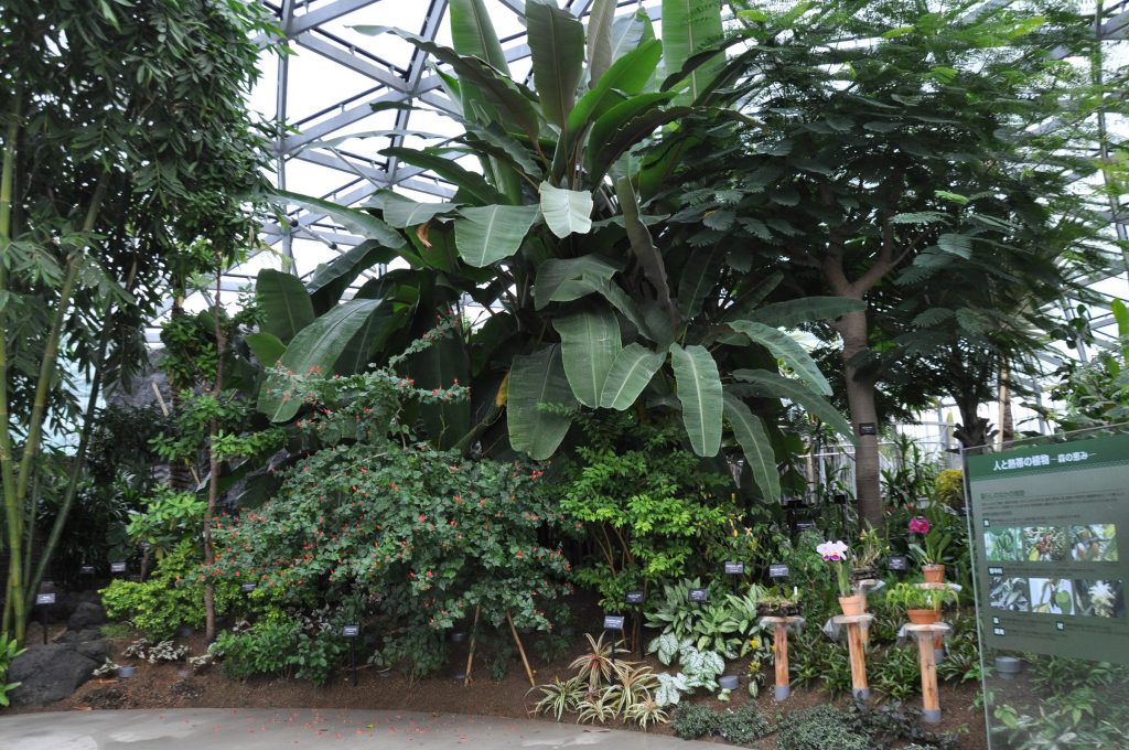 人と熱帯植物コーナー/新宿御苑 大温室(東京都/新宿区)