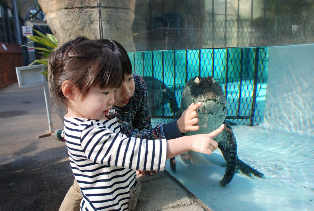 ワニたちをガラス越しに間近で観察できる/熱川バナナワニ園(静岡県/東伊豆町)