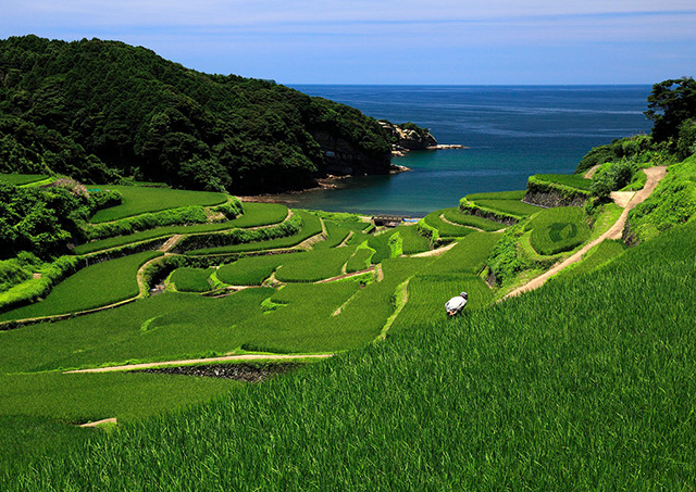 浜野浦の棚田(佐賀県/玄海町)