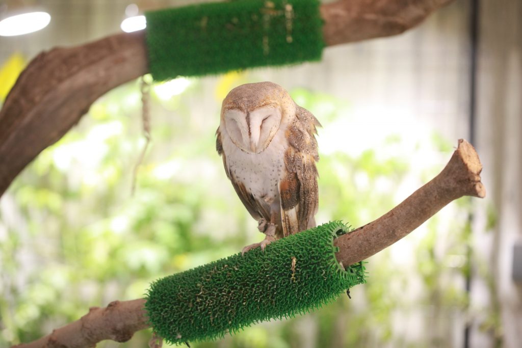 メンフクロウの「アグロ」/パソナ大手町牧場(東京都/千代田区)