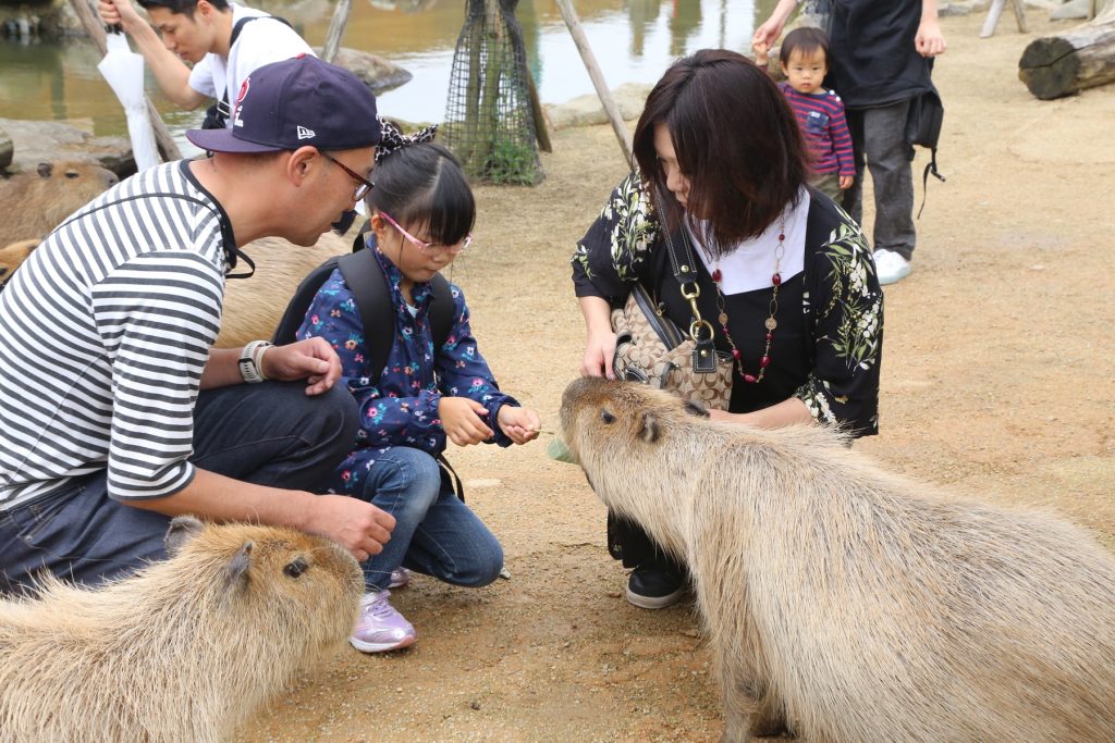 カピバラとのふれあい体験/那須どうぶつ王国(栃木県/那須町)