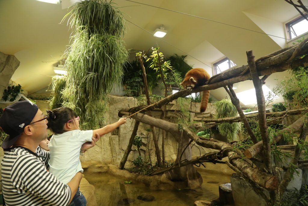 レッサーパンダについての解説やエサやり体験/那須どうぶつ王国(栃木県/那須町)