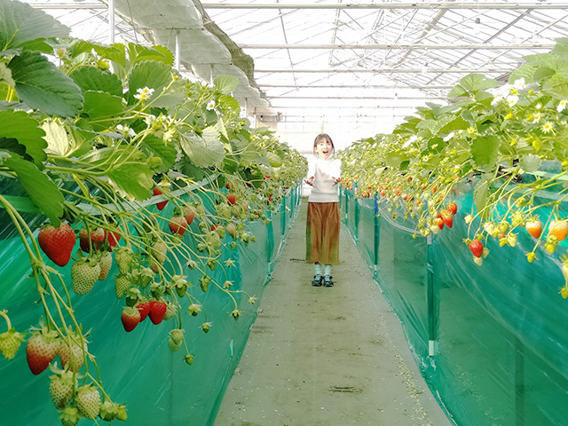 いちご狩りを楽しむ子ども/エーアト・ベーレ(千葉県/千葉市)