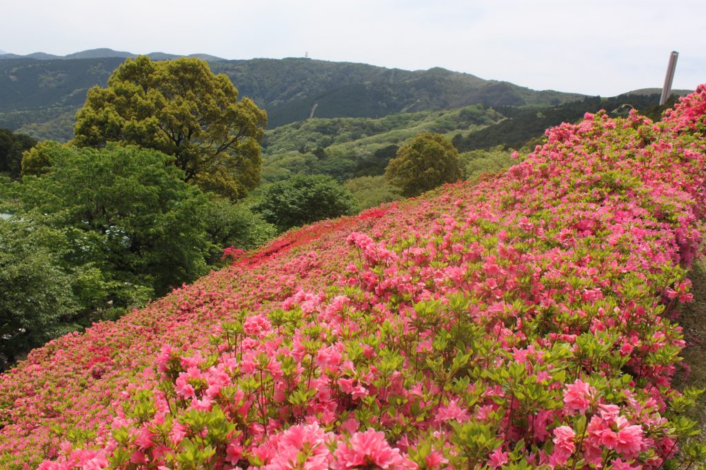 山の傾斜を利用した園内の「ツツジ園」/姫の沢公園(静岡県熱海市)