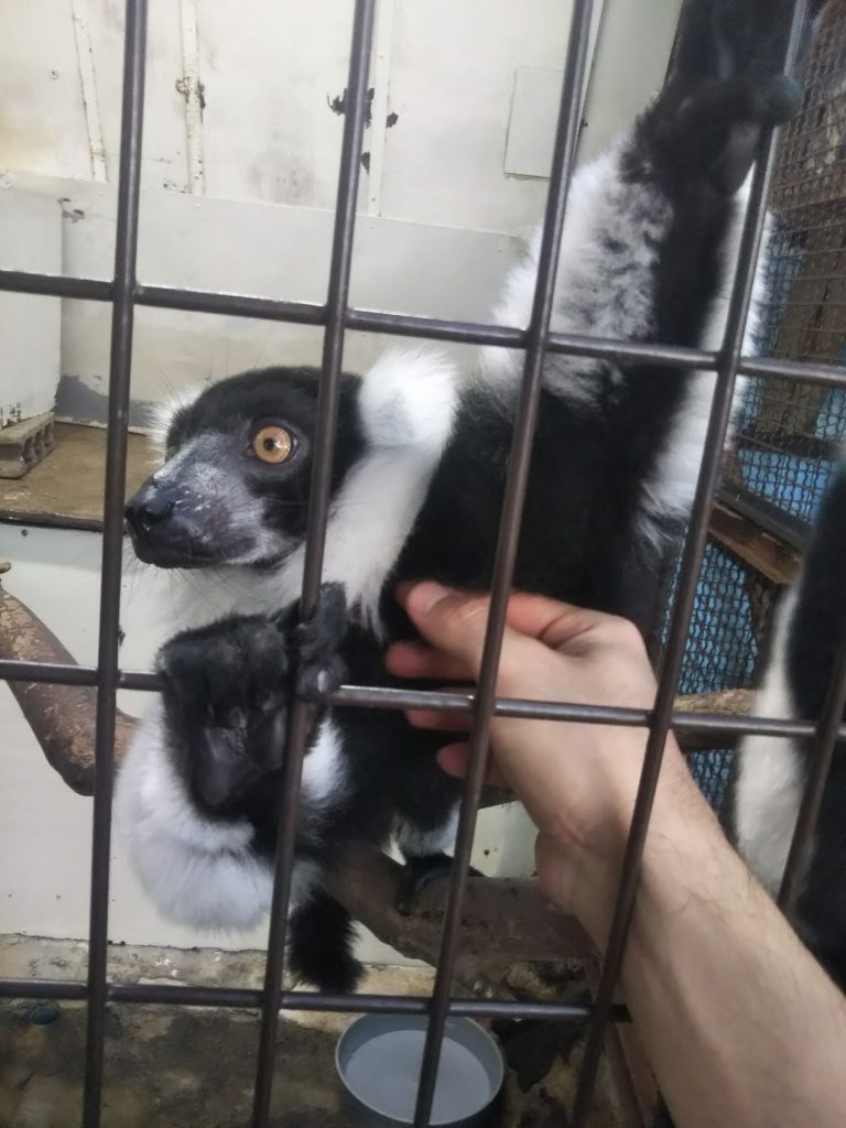 エリマキキツネザルとのふれあい/草津熱帯圏(群馬県/草津町)