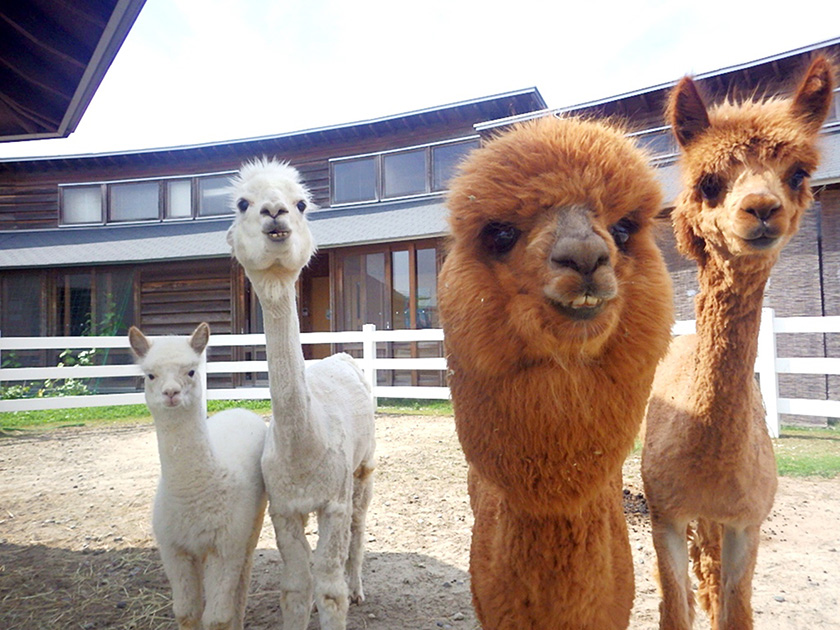 4頭のアルパカがお出迎え/いくとぴあ食花 ふれあい動物センター(新潟県/新潟市)