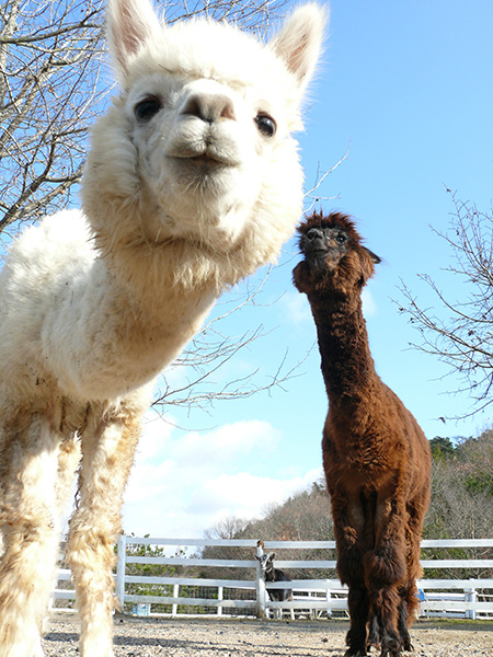 白系のアルパカ「ルーシー」と茶系のアルパカ「ハーシー」/岡山農業公園 ドイツの森(岡山県/赤磐市)