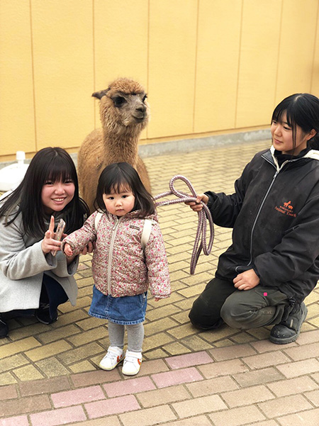 アルパカとのふれあいの様子/千葉市動物公園(千葉県/千葉市)