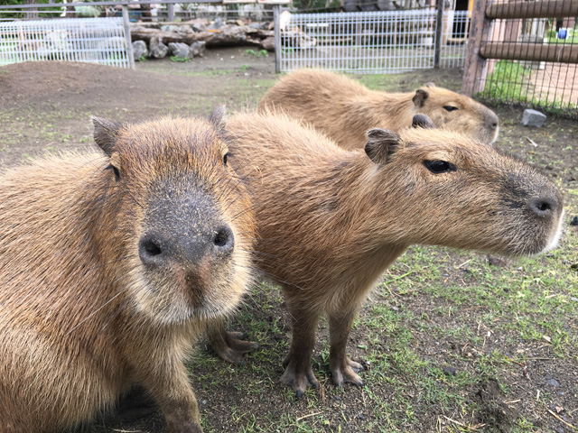 「アロハZOO」の人気者/アロハガーデンたてやま(千葉県/館山市)