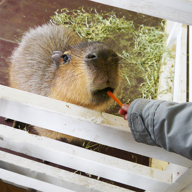 柵越しにエサをあげる様子/箱根園どうぶつランド だっこして!ZOO(神奈川県/箱根町)