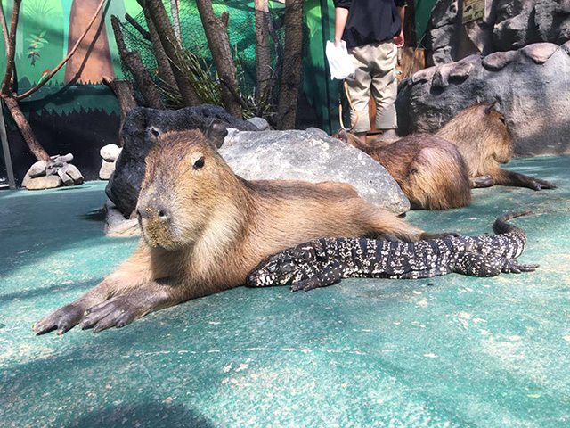 カピバラに寄りそう大型トカゲ/ノースサファリサッポロ(北海道/札幌市)