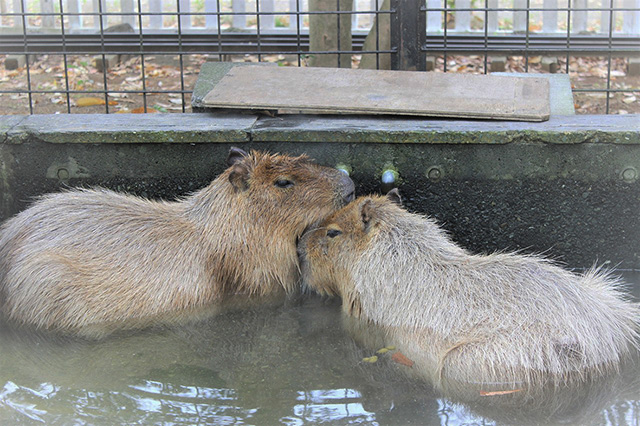 お風呂の中で寄り添う2頭のカピバラ/三島市立公園 楽寿園(静岡県)