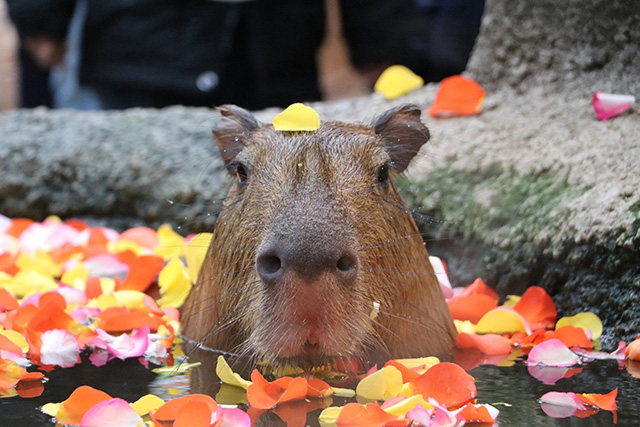 「カピバラスパ」に入るカピバラ/神戸どうぶつ王国(兵庫県)