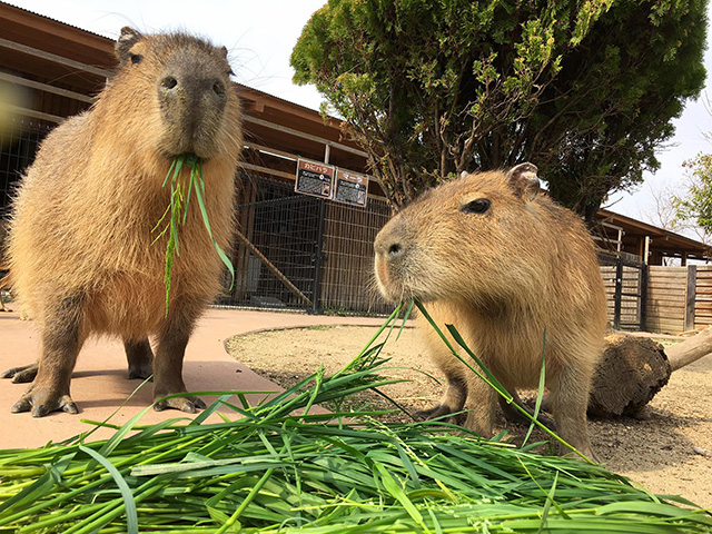 エサを食べるカピバラ/赤穂海浜公園 動物ふれあい村(兵庫県)
