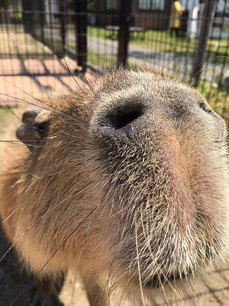 カピバラのドアップ/赤穂海浜公園 動物ふれあい村(兵庫県)