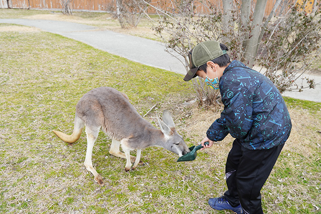 カンガルーに餌やり/赤穂海浜公園(兵庫県/赤穂市)