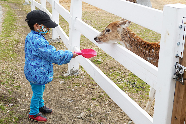 シカに餌やり/赤穂海浜公園(兵庫県/赤穂市)