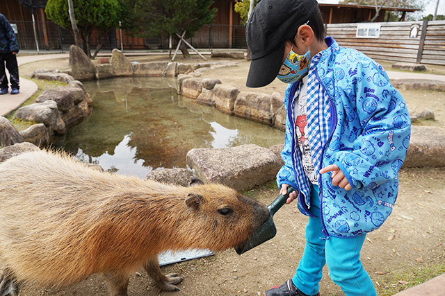 カピバラに餌やり/赤穂海浜公園(兵庫県/赤穂市)