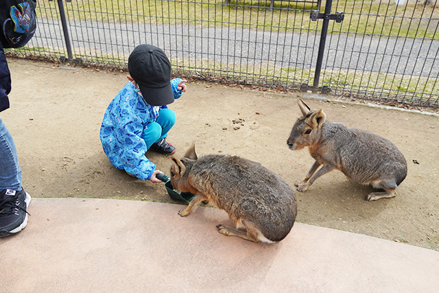 マーラにエサやり/赤穂海浜公園(兵庫県/赤穂市)