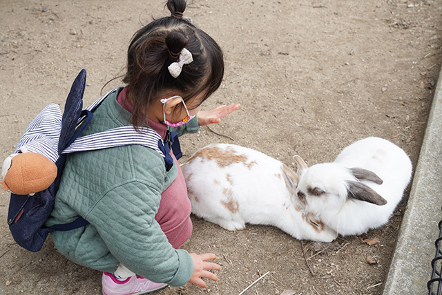 ふれあいうさぎ村のウサギ/赤穂海浜公園(兵庫県/赤穂市)