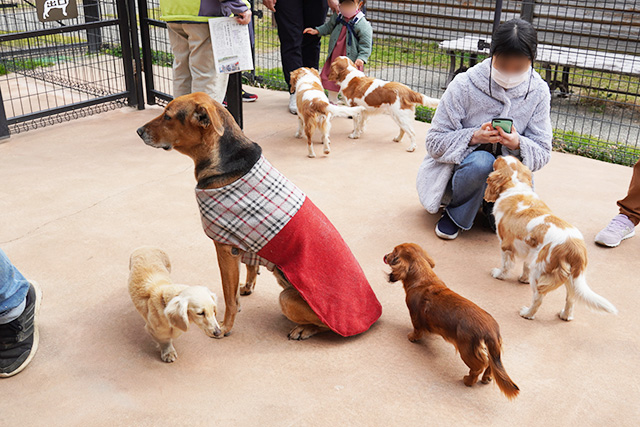 「ワンワンふれあい村」の犬/赤穂海浜公園(兵庫県/赤穂市)