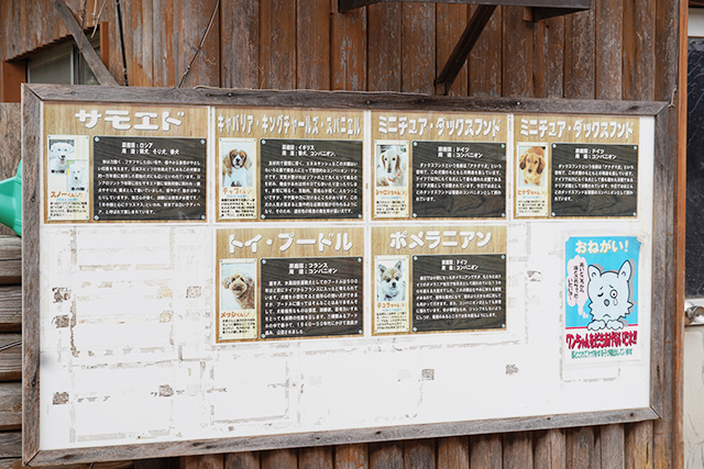 ワンワンふれあい村にいるオリジナルメンバー/赤穂海浜公園(兵庫県/赤穂市)