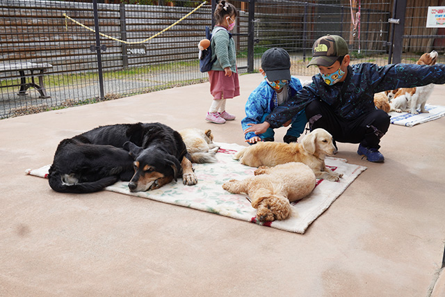 「ワンワンふれあい村」の犬/赤穂海浜公園(兵庫県/赤穂市)