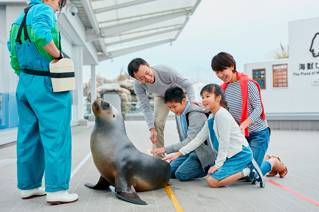 オタリアとの触れ合い/仙台うみの杜水族館(宮城県/仙台市)