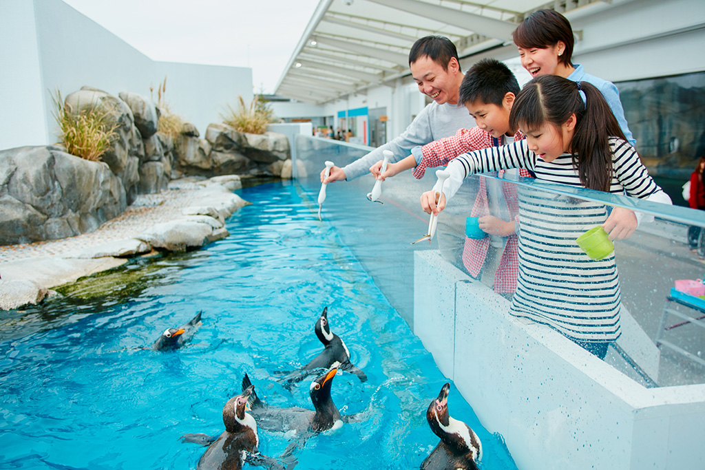 ペンギンのエサやり体験/仙台うみの杜水族館(宮城県/仙台市)