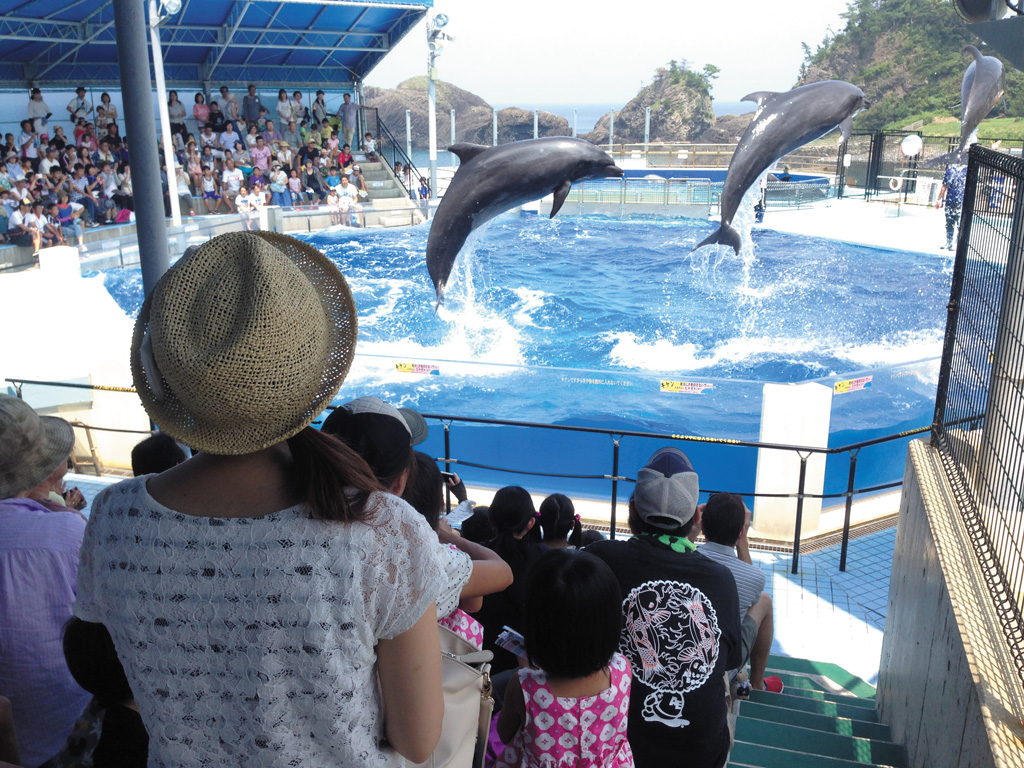 越前松島水族館のイルカショー(福井県/坂井市)