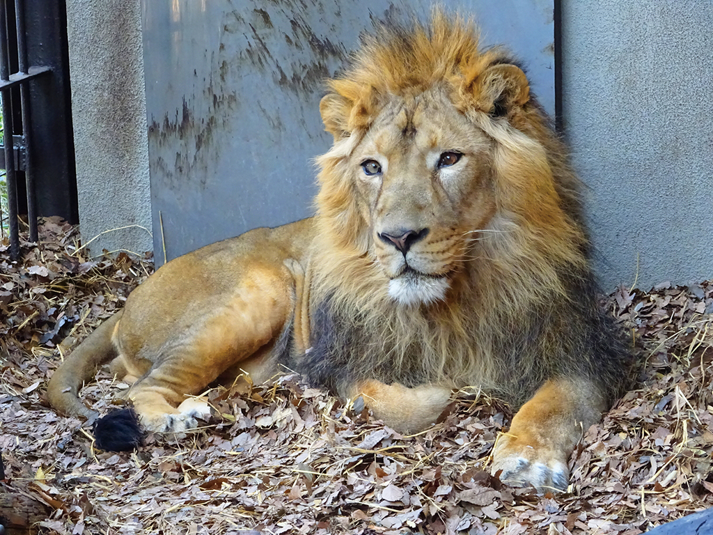 野毛山動物園のライオン(神奈川県/横浜市)