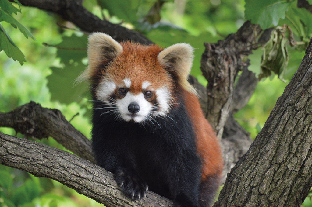 野毛山動物園のレッサーパンダ(神奈川県/横浜市)