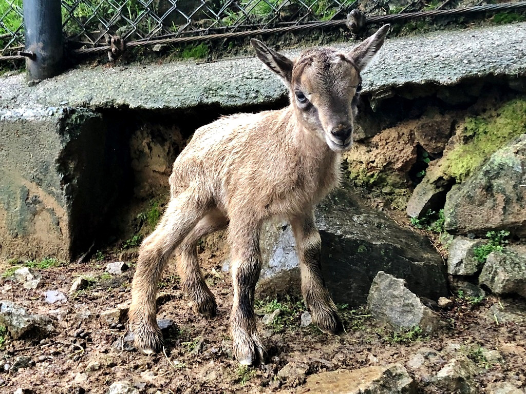 アダックスの赤ちゃん/姫路セントラルパーク(兵庫県/姫路市)