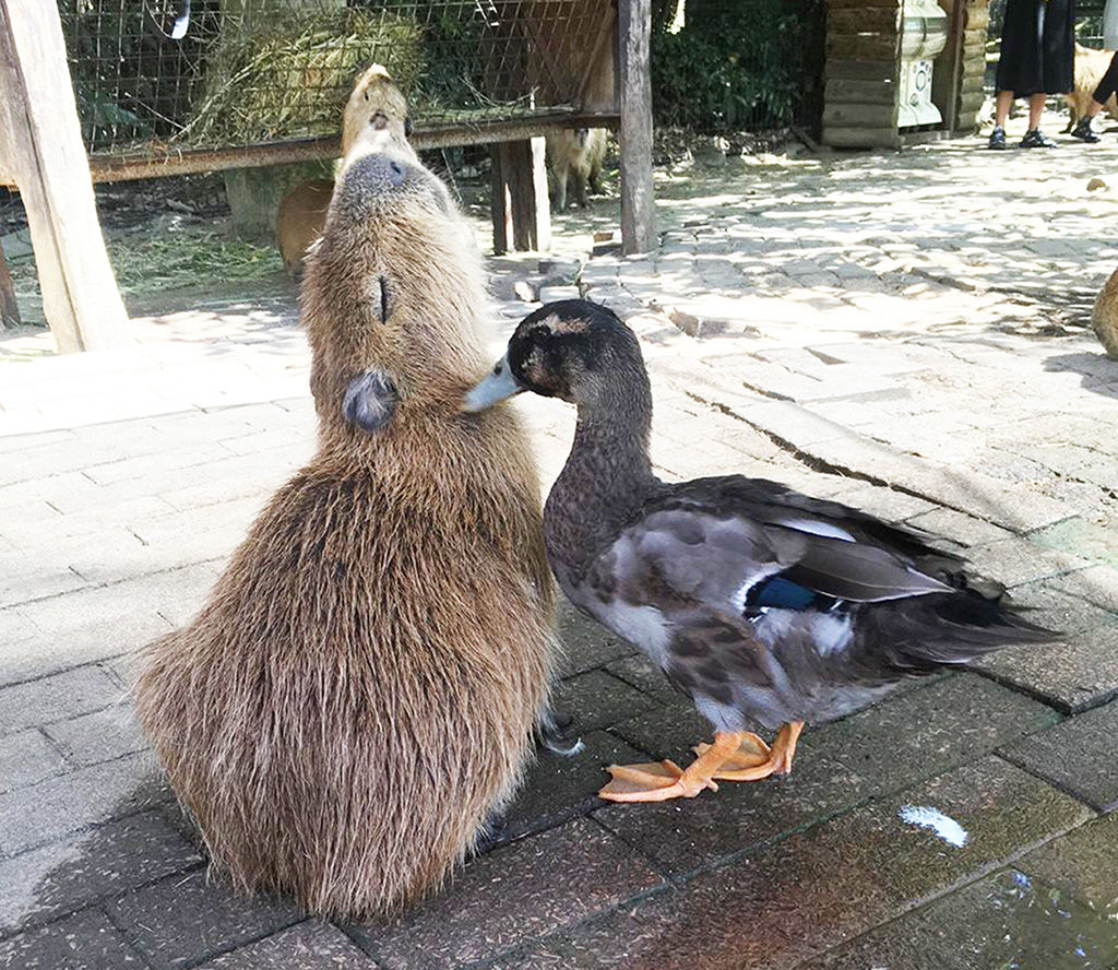 長崎バイオパークのカピバラとカルガモ(長崎県/西海市)