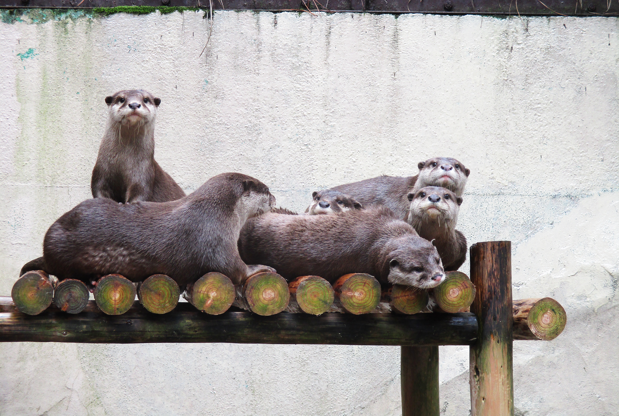 池田動物園のカワウソ(岡山県/岡山市)