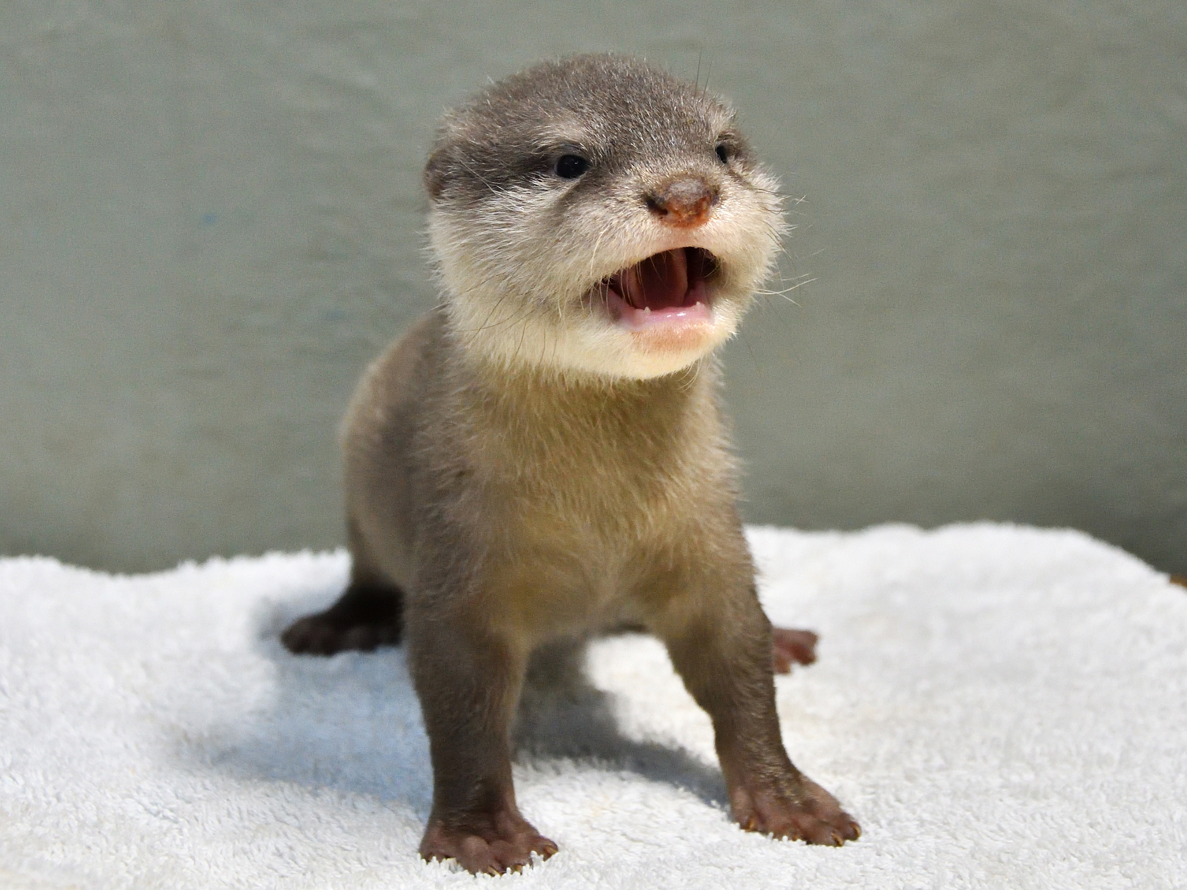 カワウソの赤ちゃん/サンシャイン水族館(東京都/豊島区)