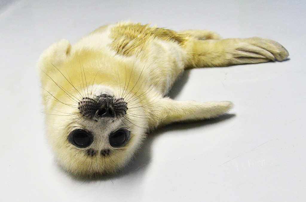 アザラシの赤ちゃん/サンシャイン水族館(東京都/豊島区)
