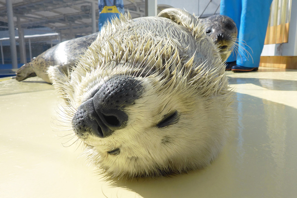 アザラシの赤ちゃん/島根県立しまね海洋館 アクアス(島根県/浜田市)