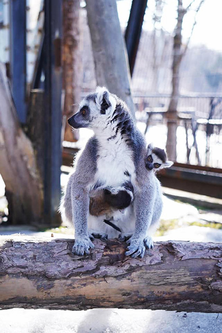 ワオキツネザルの赤ちゃん/旭川市旭山動物園(北海道/旭川市)