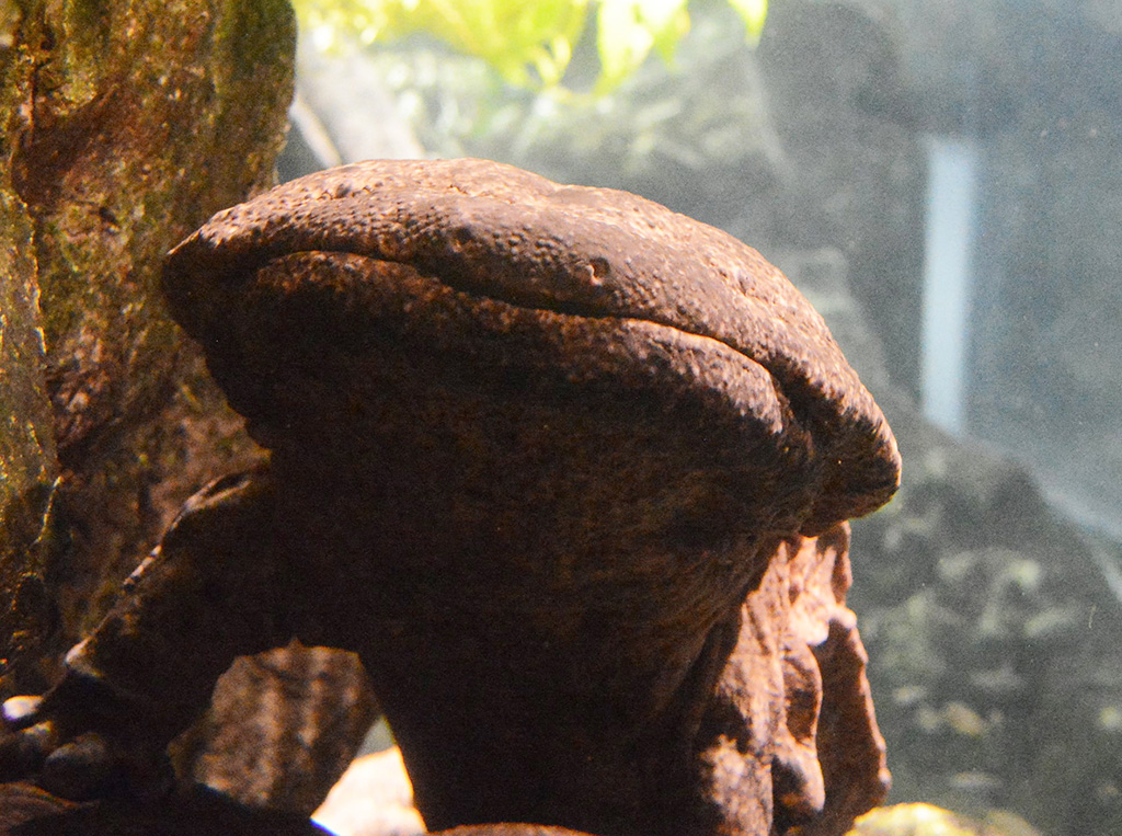 京都水族館のサンショウウオ(京都府/京都市)
