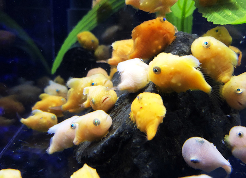 新江ノ島水族館のフウセンウオ(神奈川県/藤沢市)