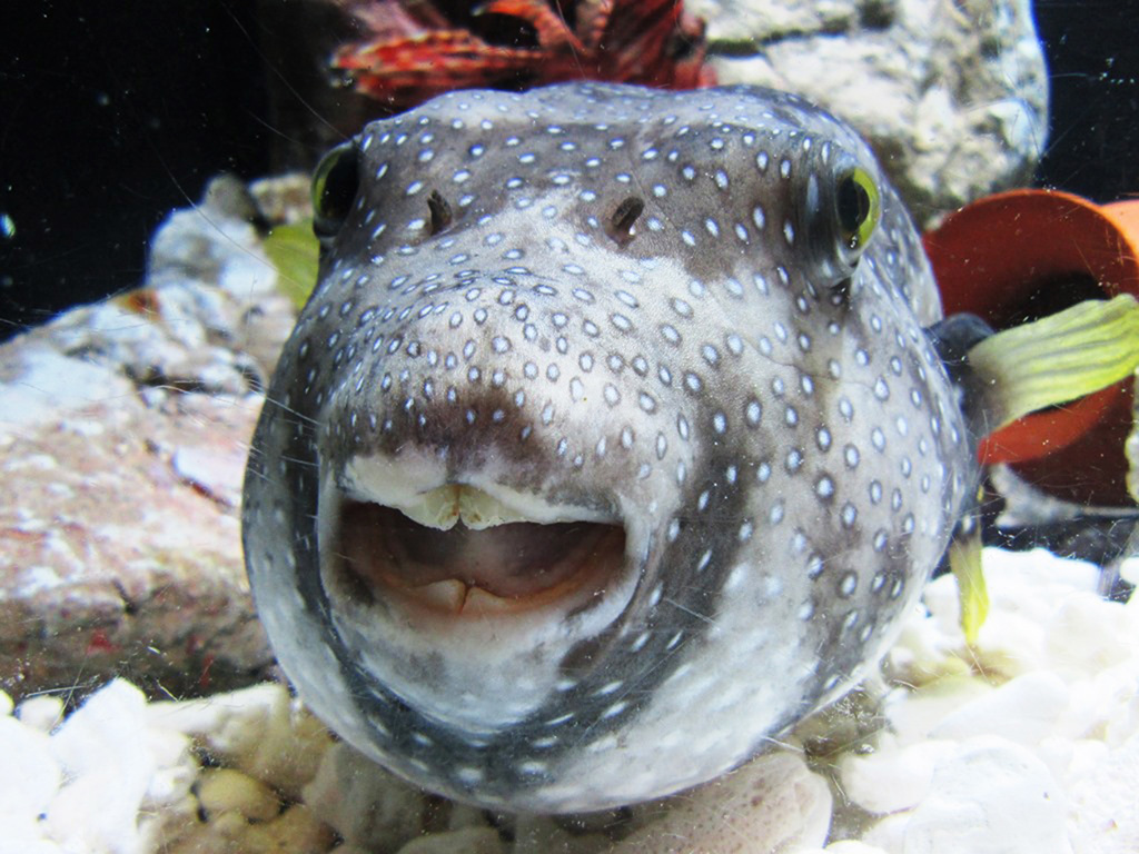 サザナミフグの“ぽんちゃん”/もぐらんぴあ水族館(岩手県/久慈市)