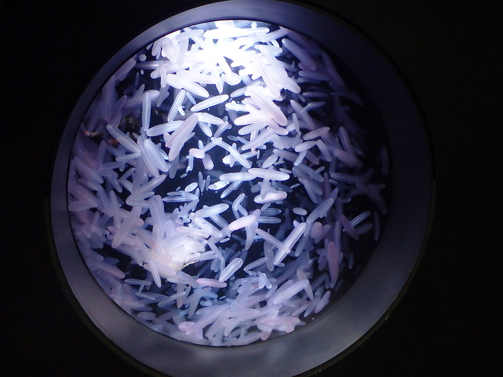 鶴岡市立加茂水族館のクラゲ(山形県/鶴岡市)