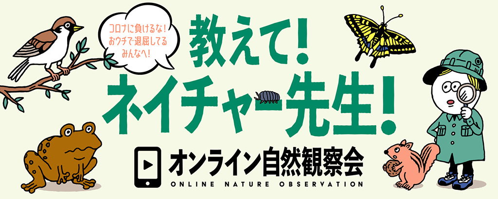「教えて!ネイチャー先生」オンライン自然観察会