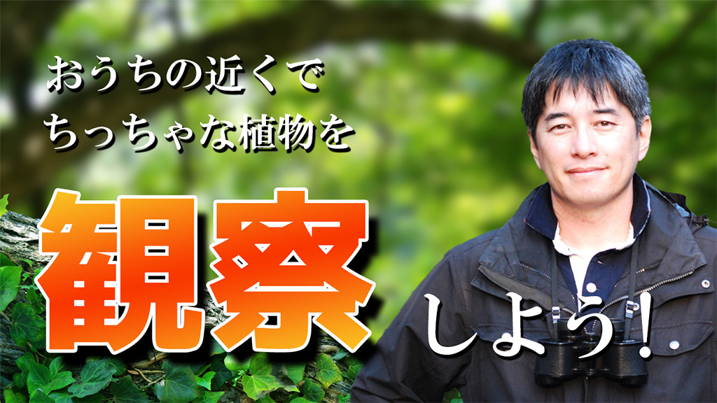 おうちの近くでちっちゃな植物を観察しよう!