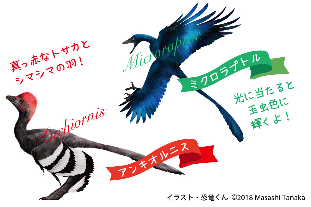 赤いトサカとシマシマの羽のアンキオルニスと光に当たると玉虫色に輝くミクロラプトル