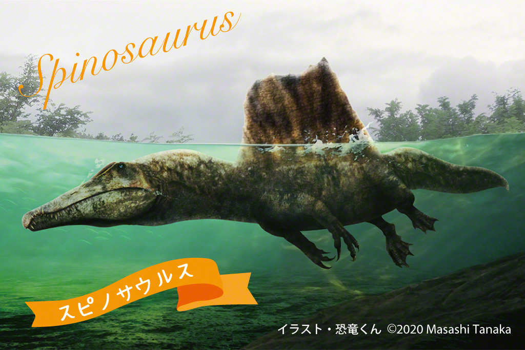 つい最近の研究報告を受けて描き直した恐竜くんの最新スピノサウルス!