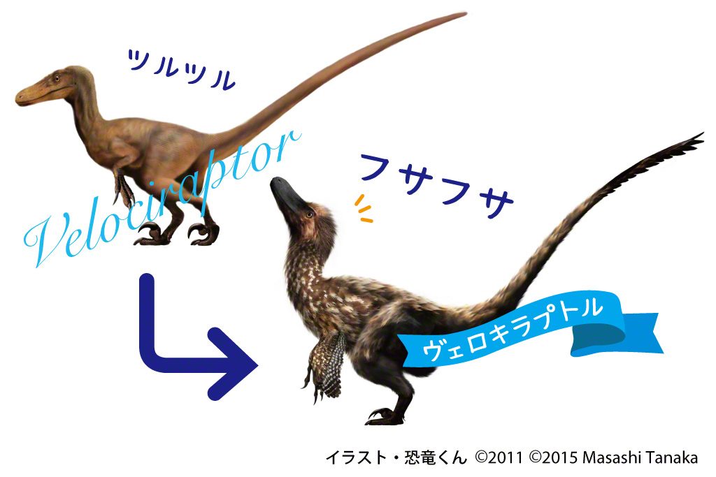 ヴェロキラプトルはツルツルではなくフサフサだった
