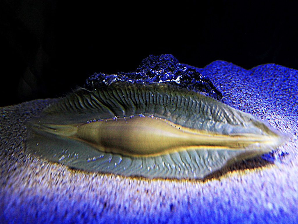 産卵中のゾウギンザメ/サンシャイン水族館(東京都/豊島区)